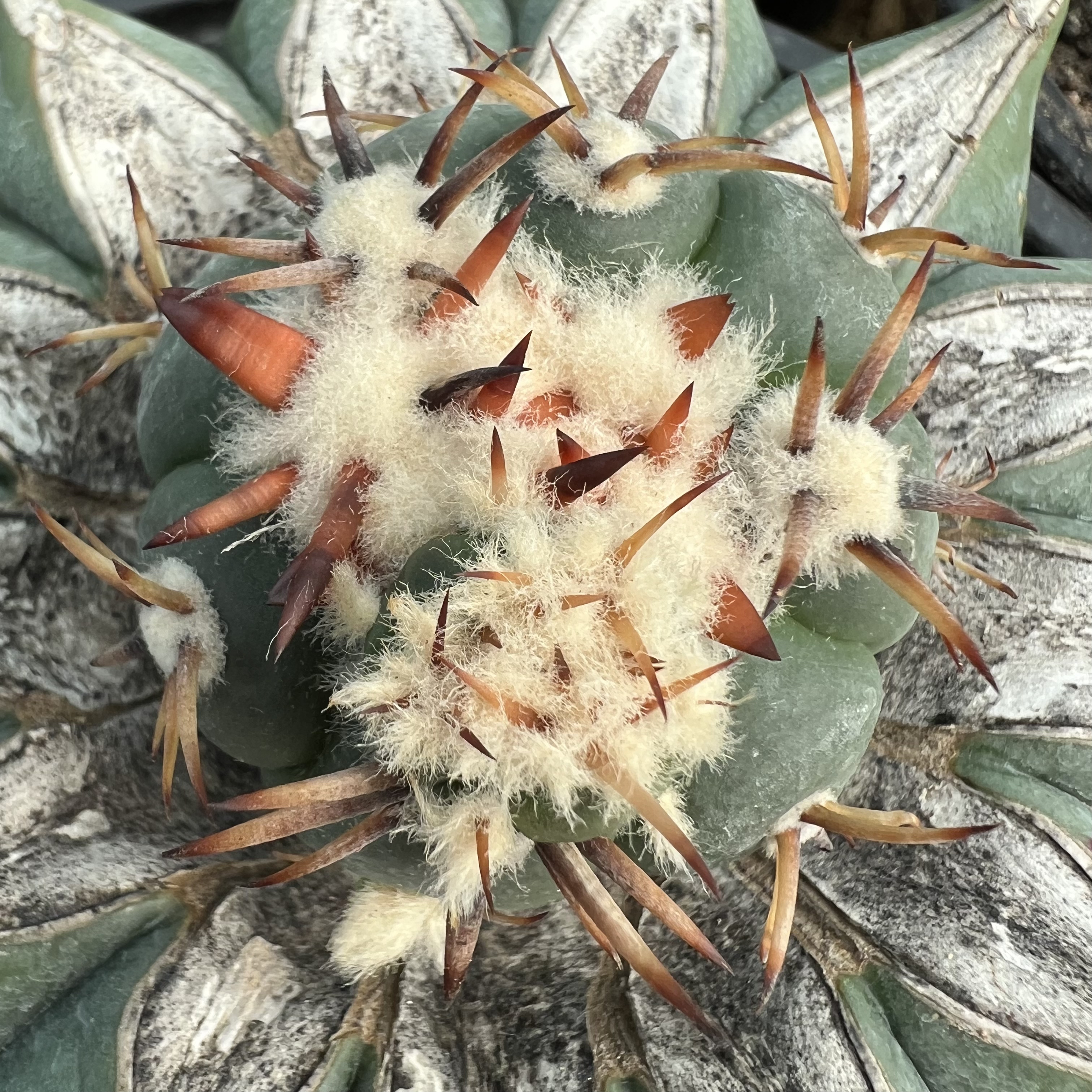 中野诚短豪刺雷帝平丸老巨鸠嫁接防辐射仙人球块根多肉植物绿植