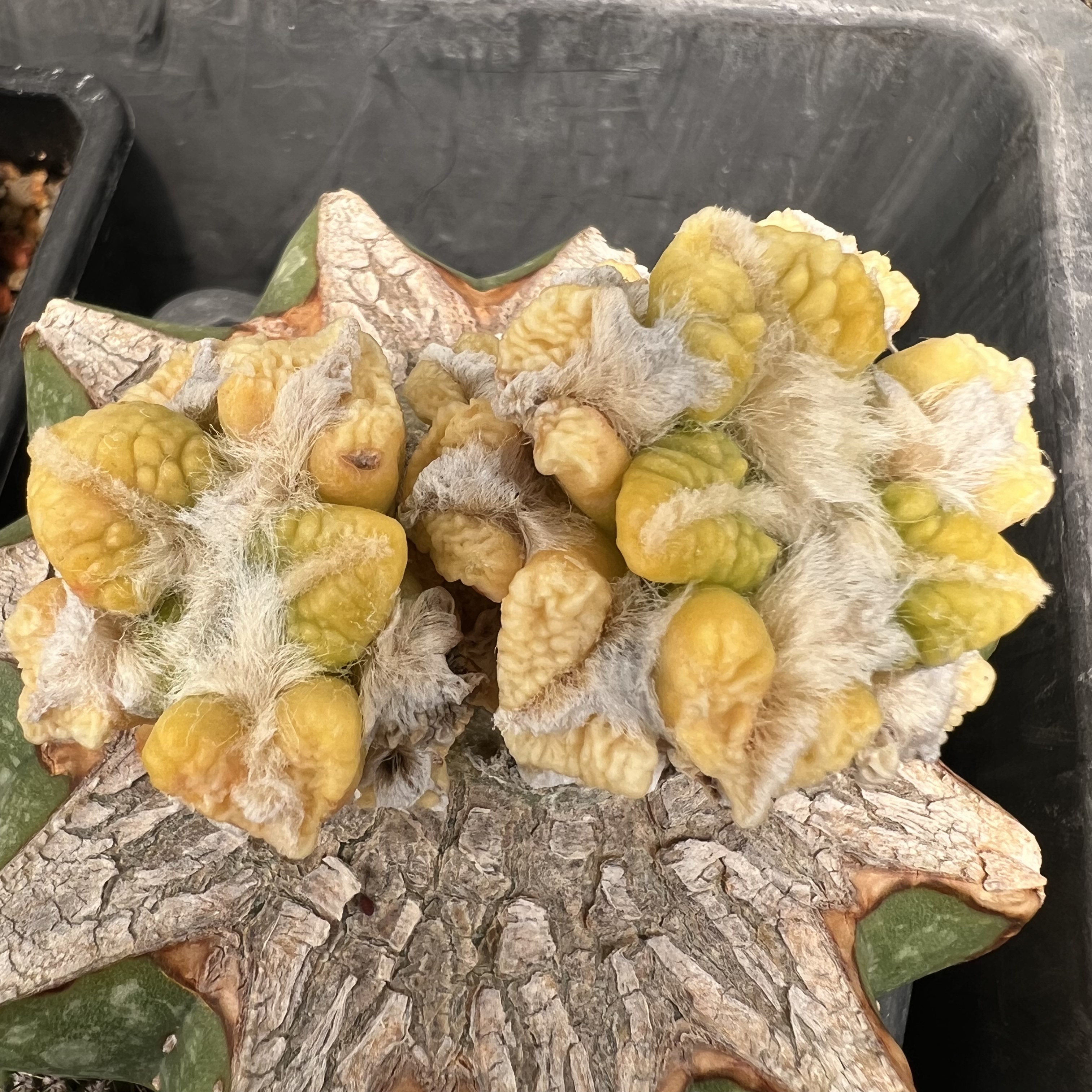 怒涛黑牡丹锦草球嫁接防辐射仙人球块根多肉植物绿植盆栽花卉