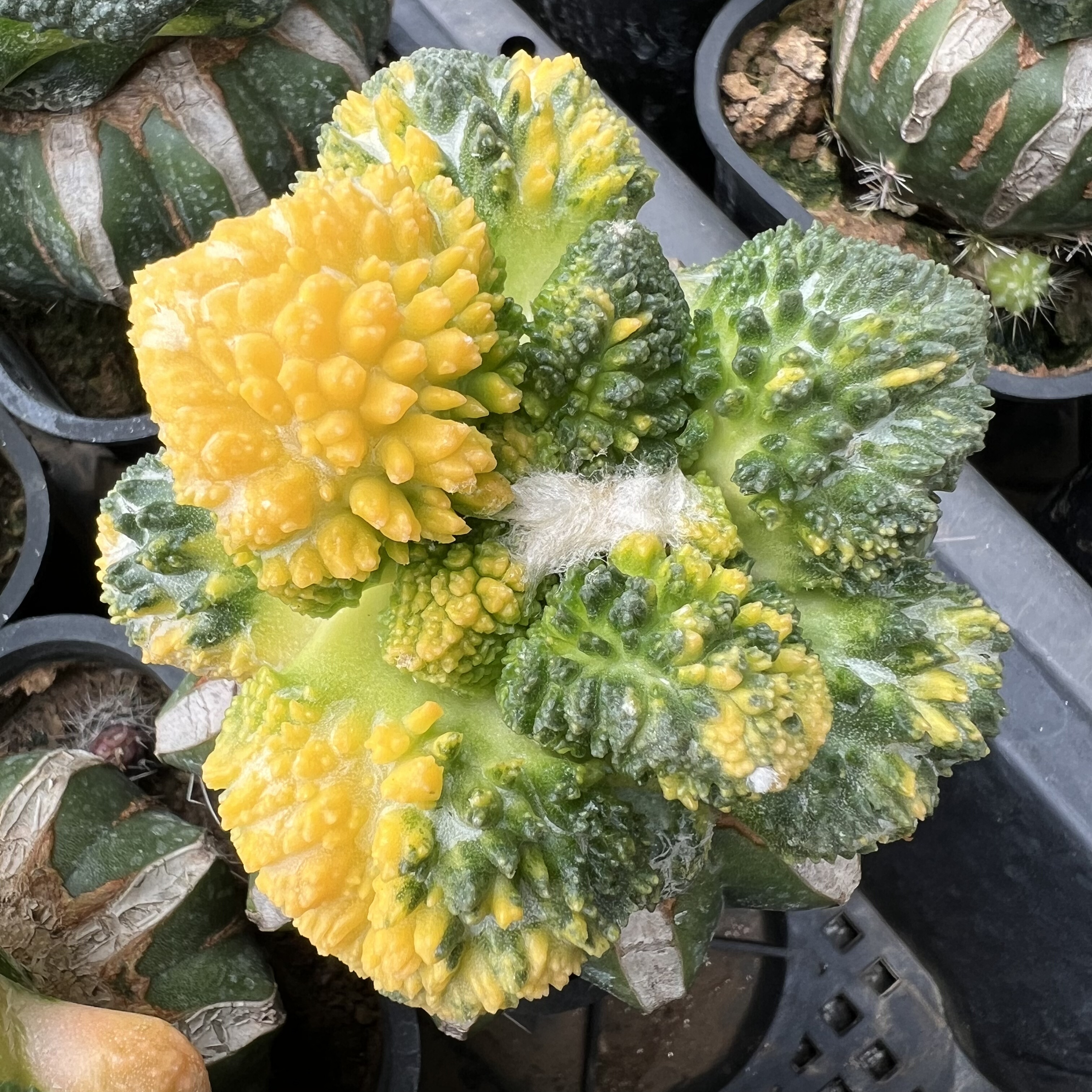 菜花牡丹散斑锦草球嫁接防辐射仙人球块根多肉植物绿植盆栽花卉