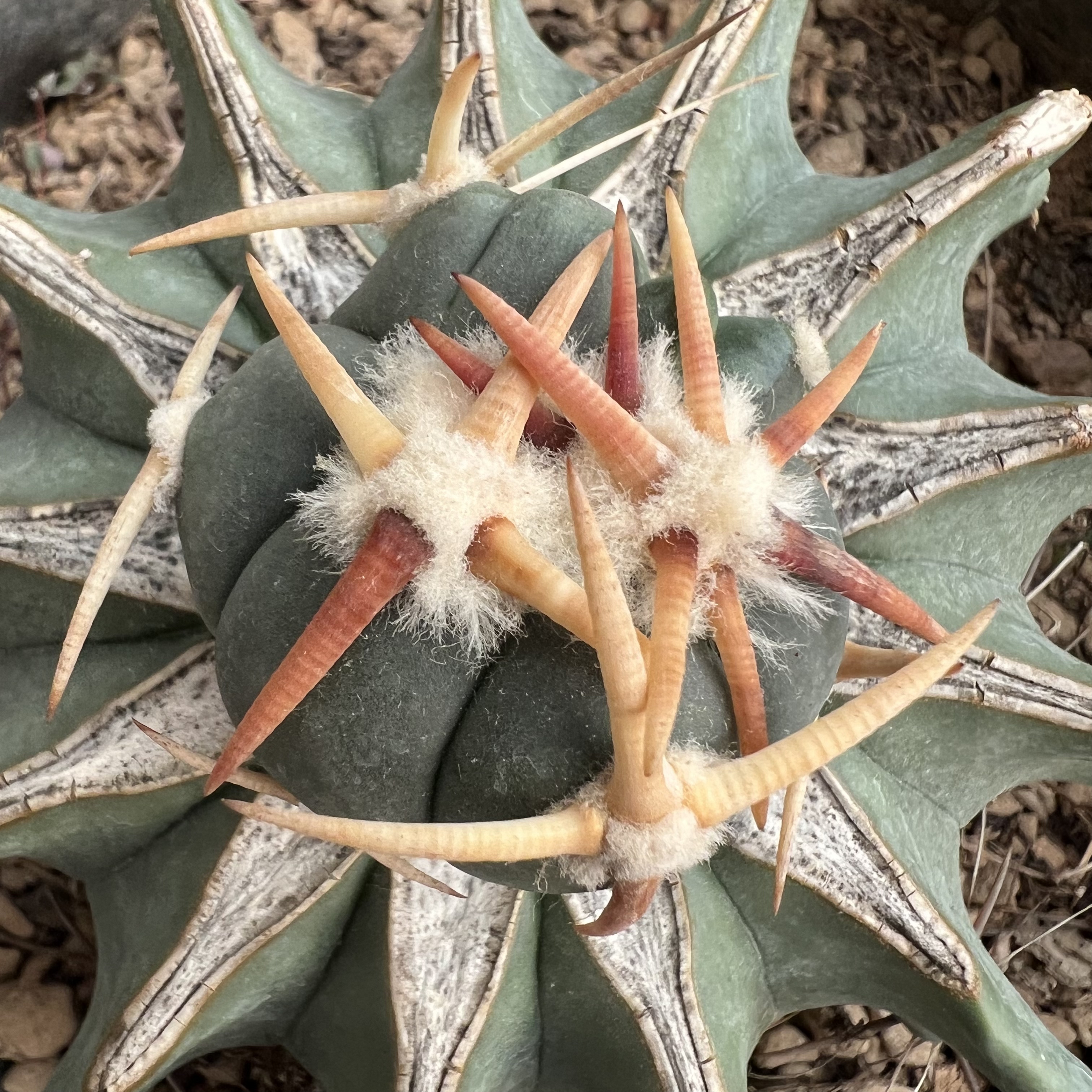 翠平丸老巨鹫玉嫁接防辐射仙人球多肉植物绿植花卉龙舌兰