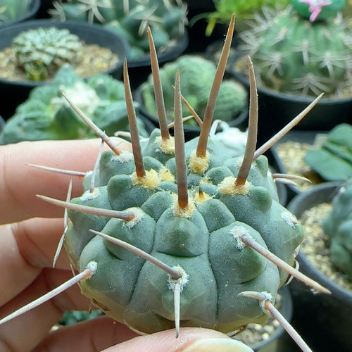 粗直刺一本刺实