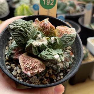 2自根怒涛牡丹锦7.8cm