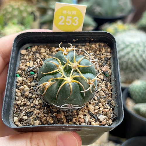 1实生冢原海王3.8cm