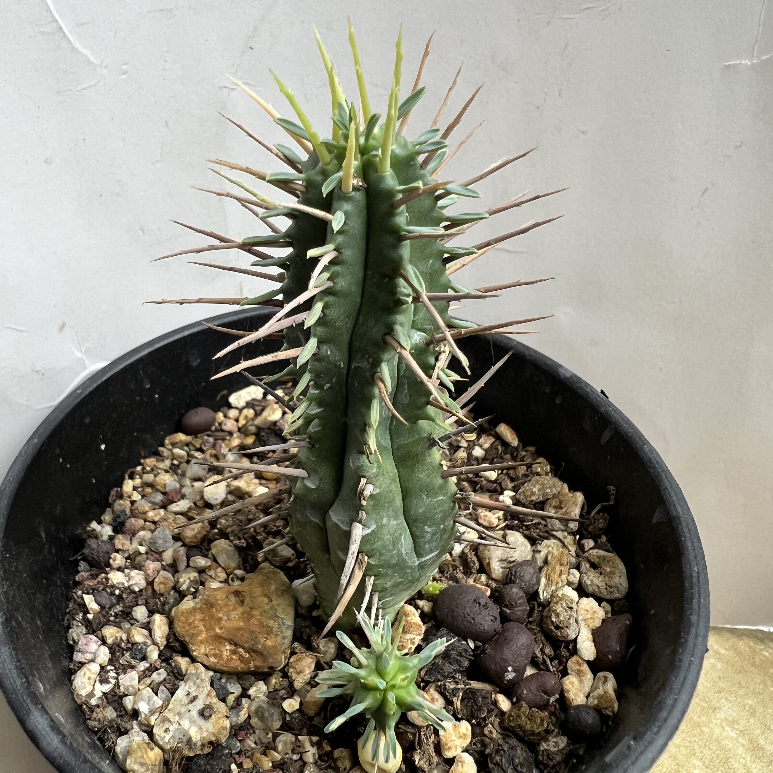 猛刺大戟仙人球块根多肉植物绿植盆栽花卉龙舌兰