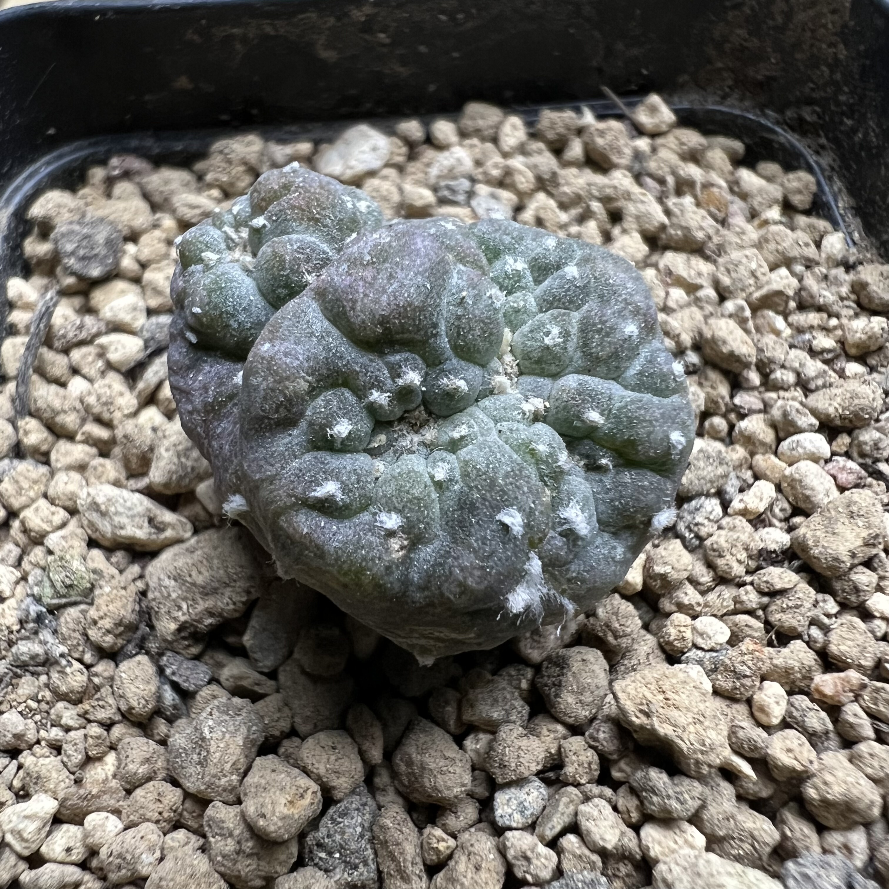 小萝卜根长毛海鲜缀化群仙人球块根多肉植物绿植盆栽花卉龙舌兰