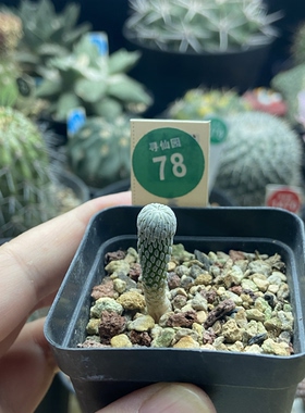 22实生精巧丸 0.85cm