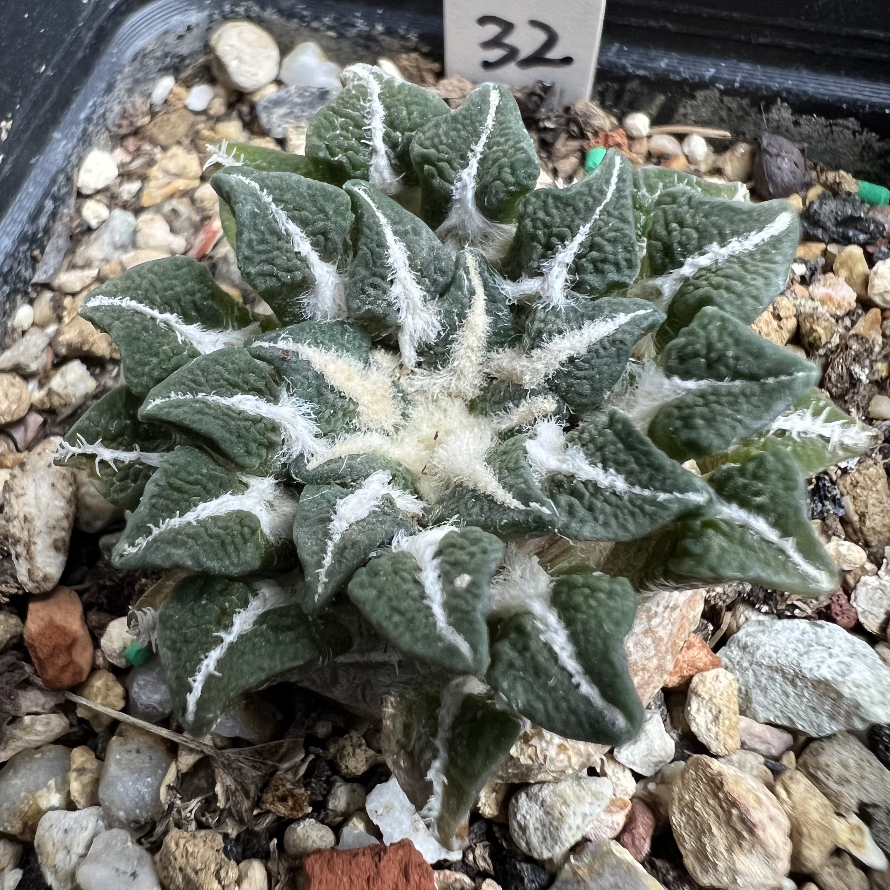 小萝卜根螺旋疣黑牡丹仙人球块根多肉植物绿植盆栽花卉龙舌兰