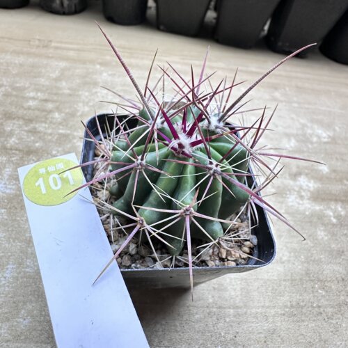 28实生强刺球5.5cm
