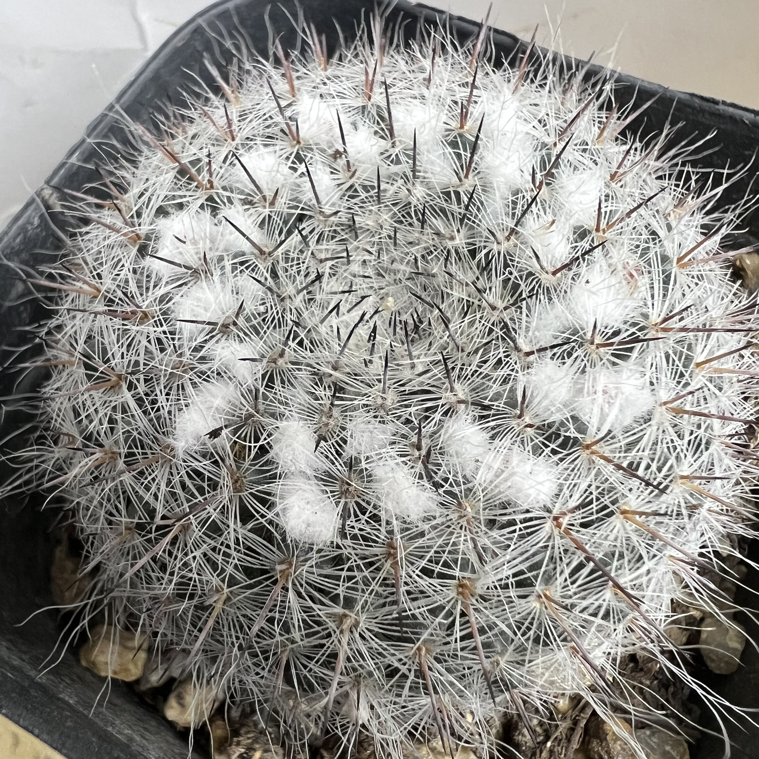 银河乳突实生仙人球块根多肉植物绿植盆栽花卉龙舌兰卧牛