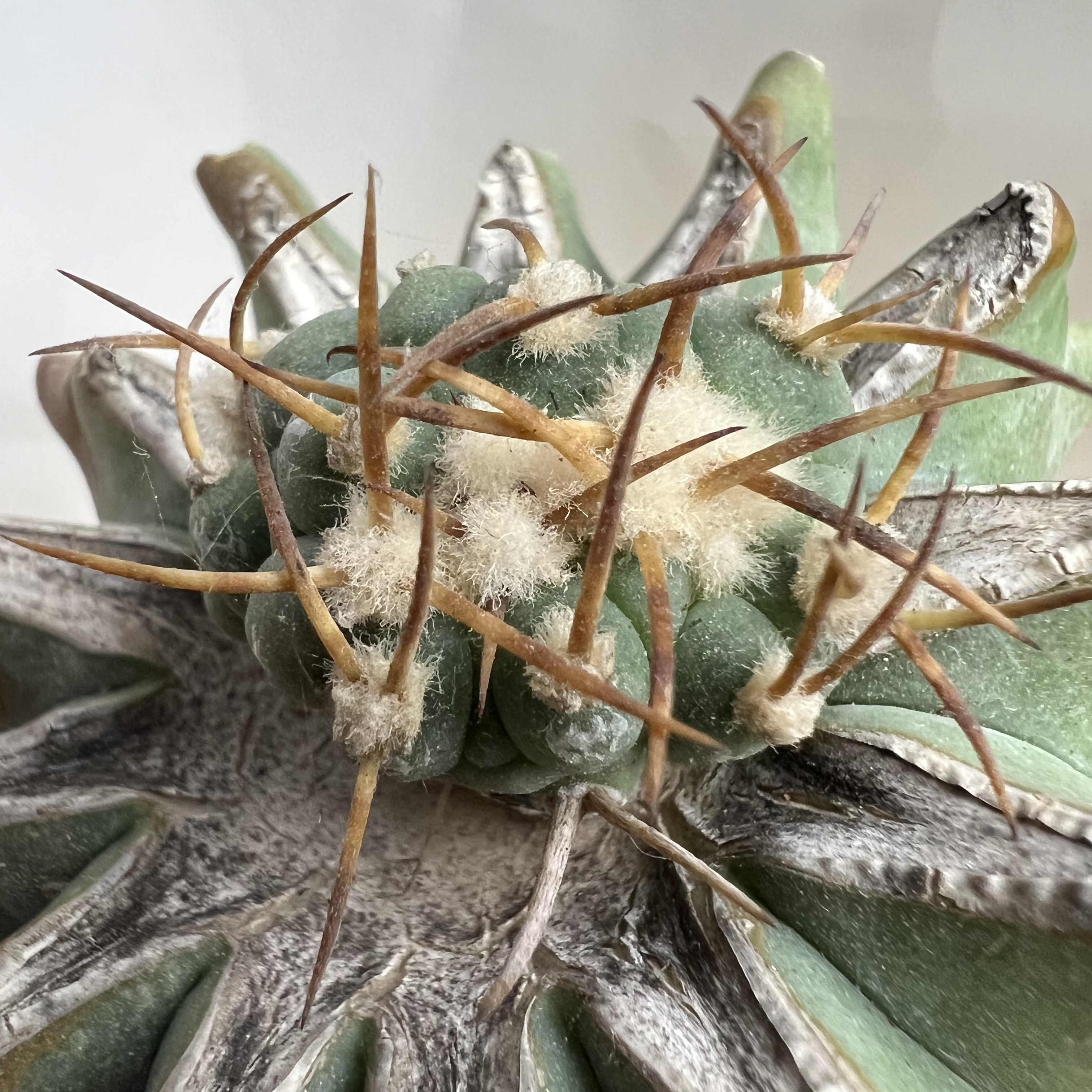 太平丸缀化巨鸠嫁接已经修根防辐射仙人球块根多肉植物绿植盆栽