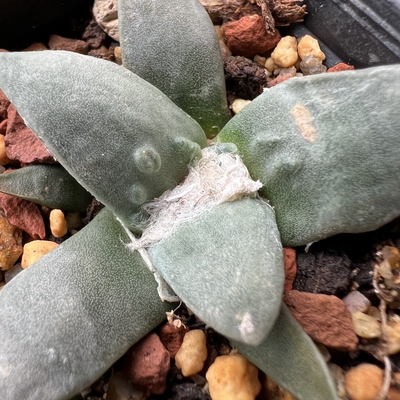 怒涛牡丹实生防辐射仙人球块根多肉植物绿植盆栽花卉