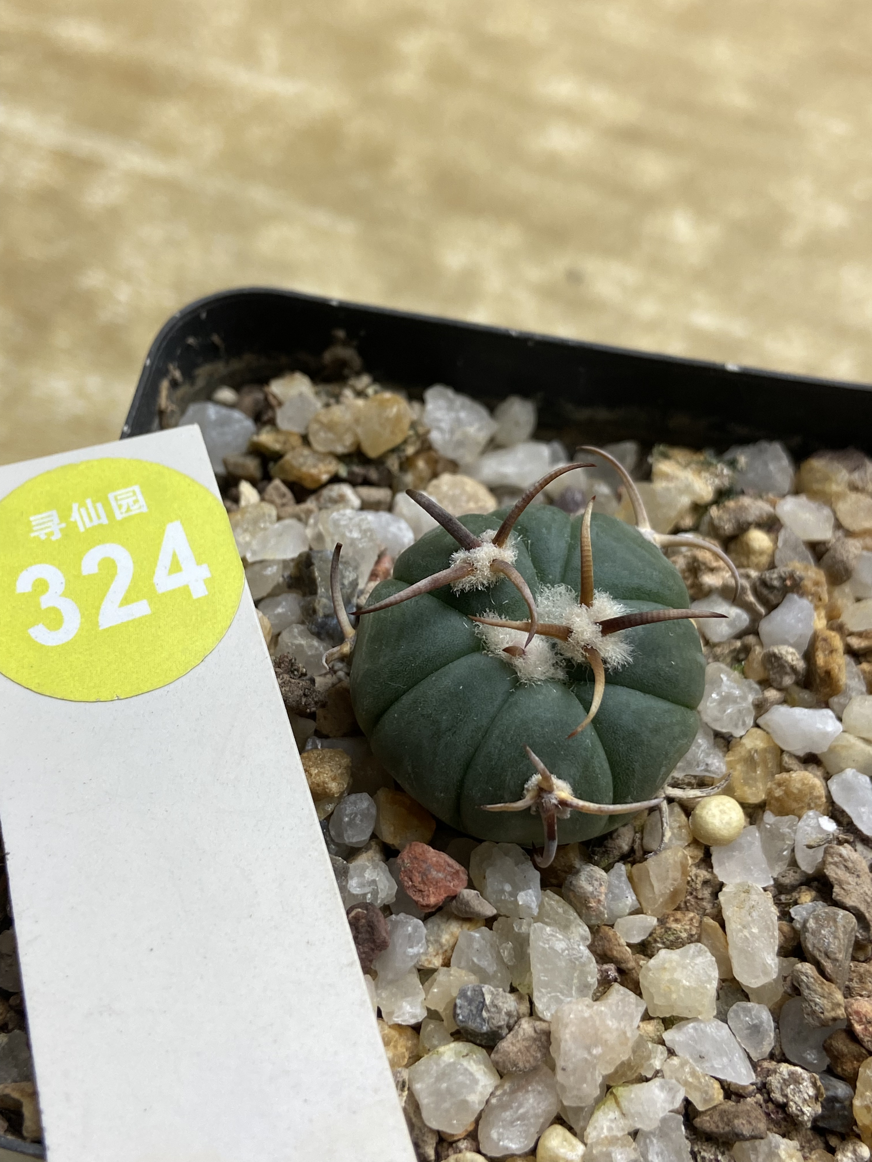 2实生翠平丸2.4cm