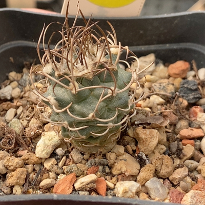 25实生优选娇丽2.3cm