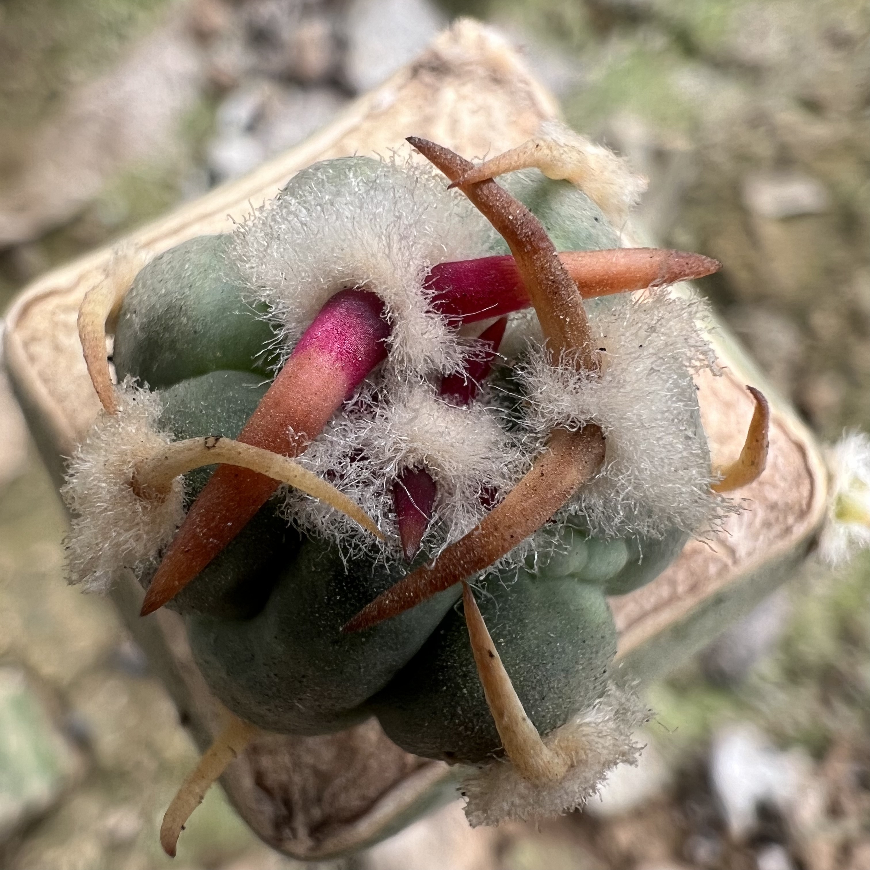 平丸嫁接袖蒲仙人球块根多肉植物绿植盆栽花卉龙舌兰