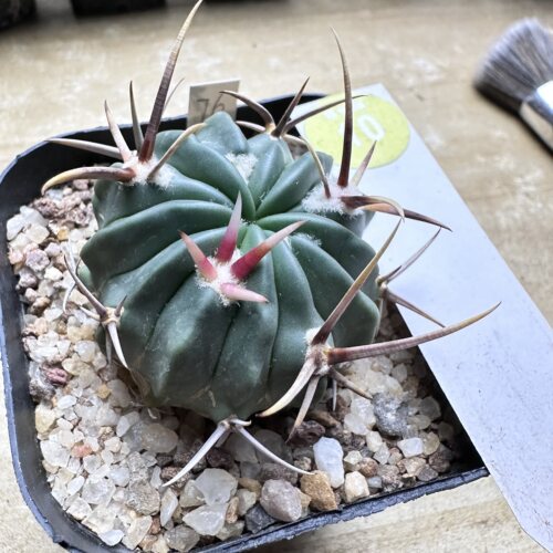 28实生豪刺龙剑丸4.5cm