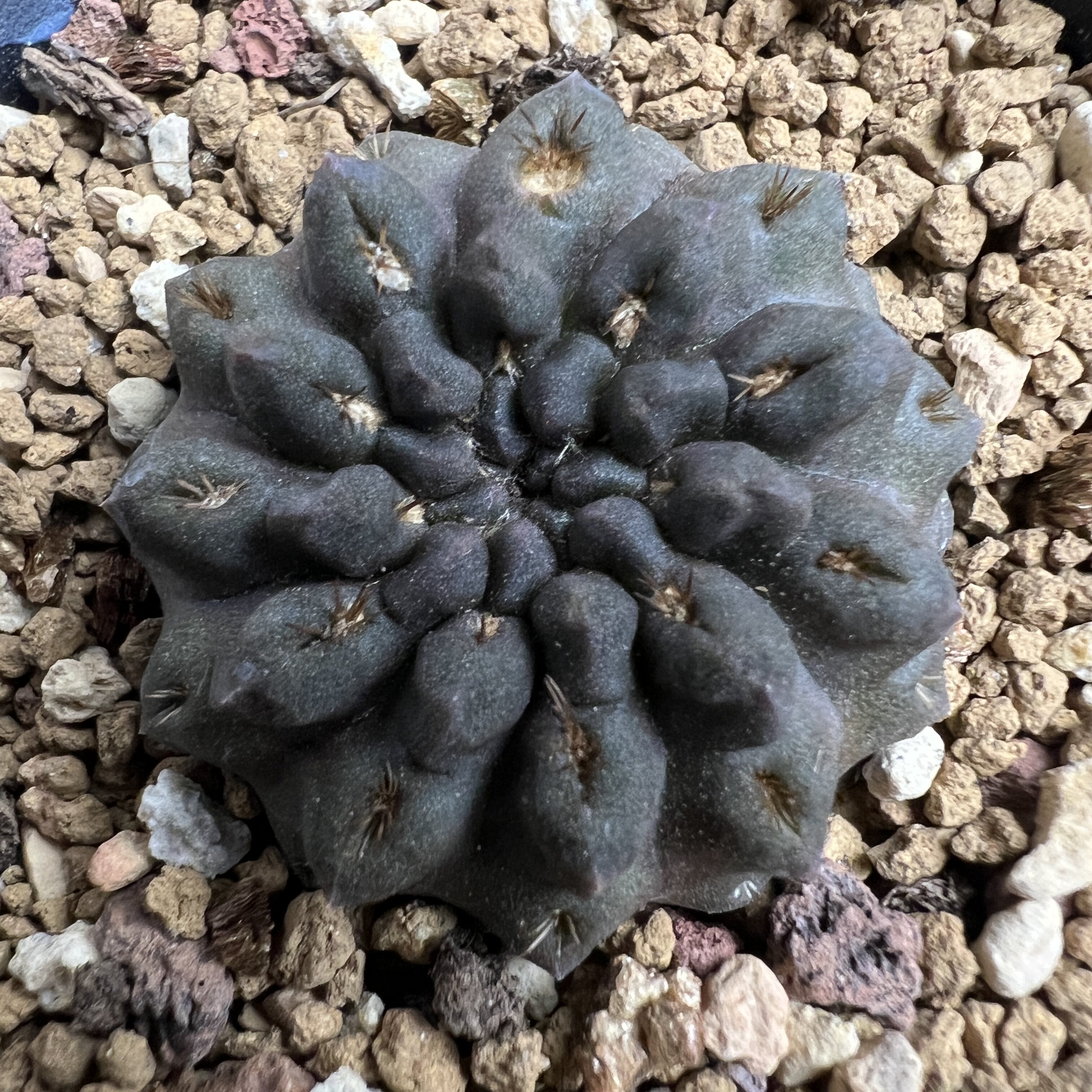 输入黑罗汉智利球实生仙人球块根多肉植物绿植盆栽花卉龙舌兰