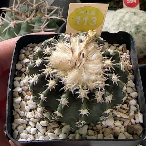 24实生浓毛奇特球5.1cm