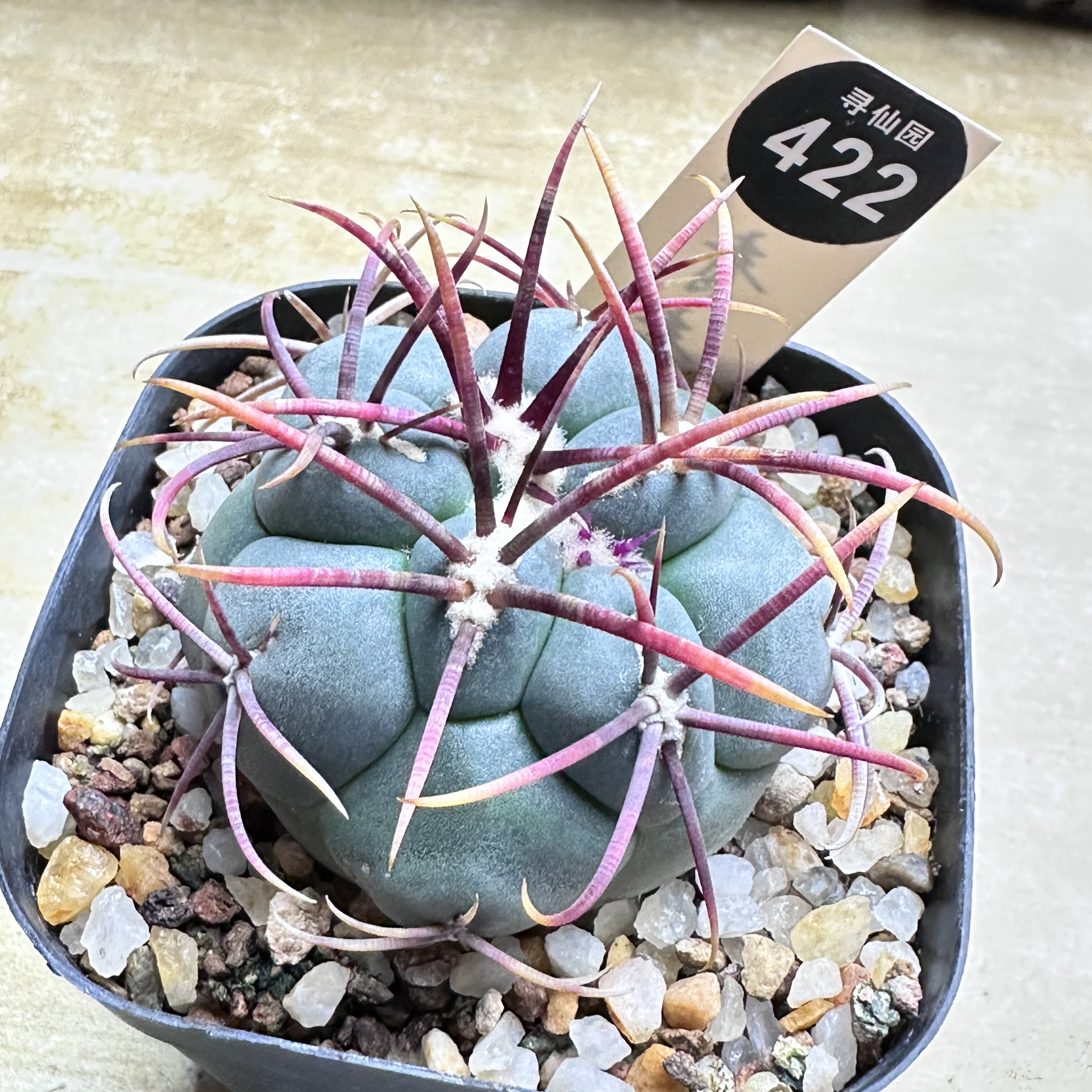 30实生狂泰刺高木绯冠龙5.6cm