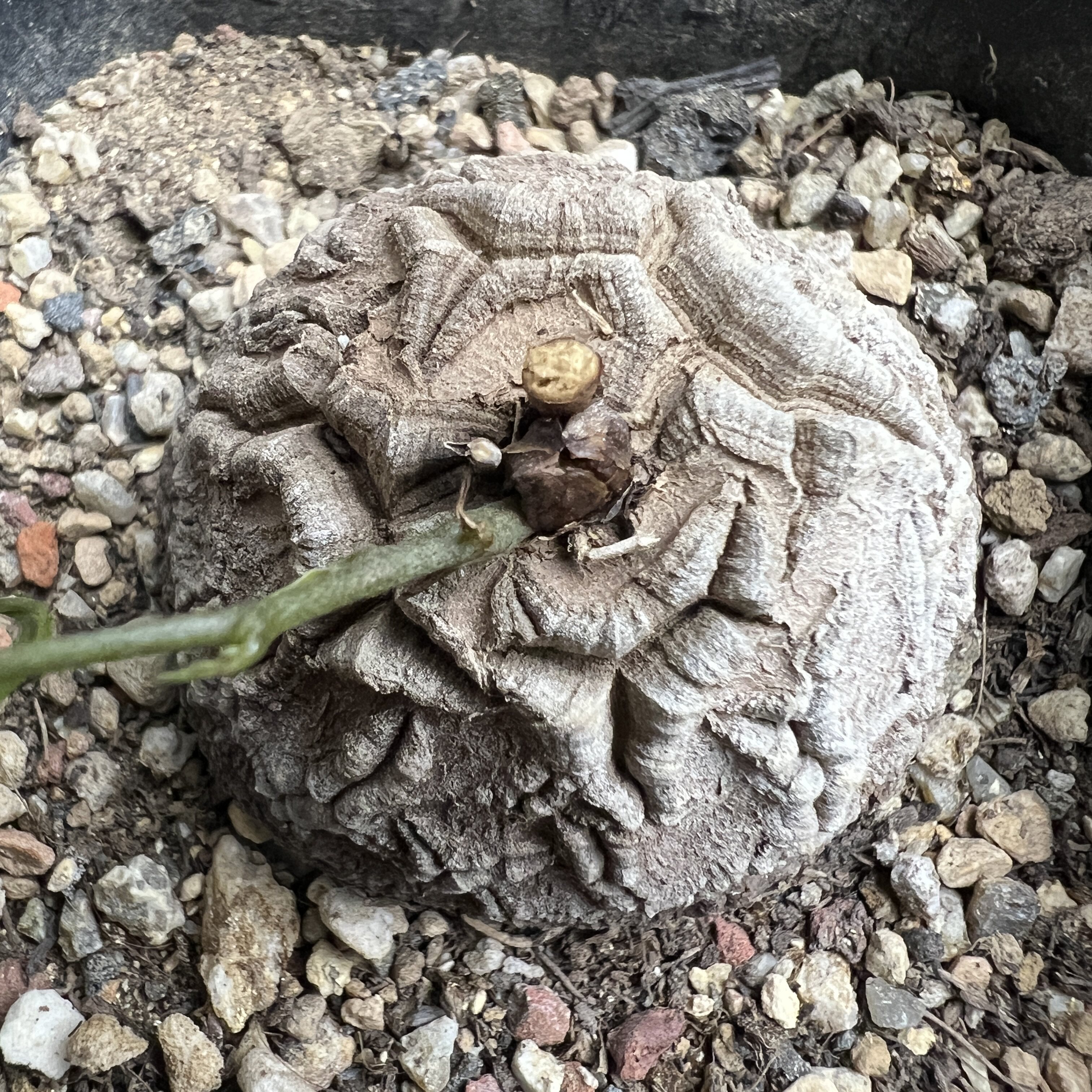 南非龟甲龙仙人球块根多肉植物绿植盆栽花卉龙舌兰