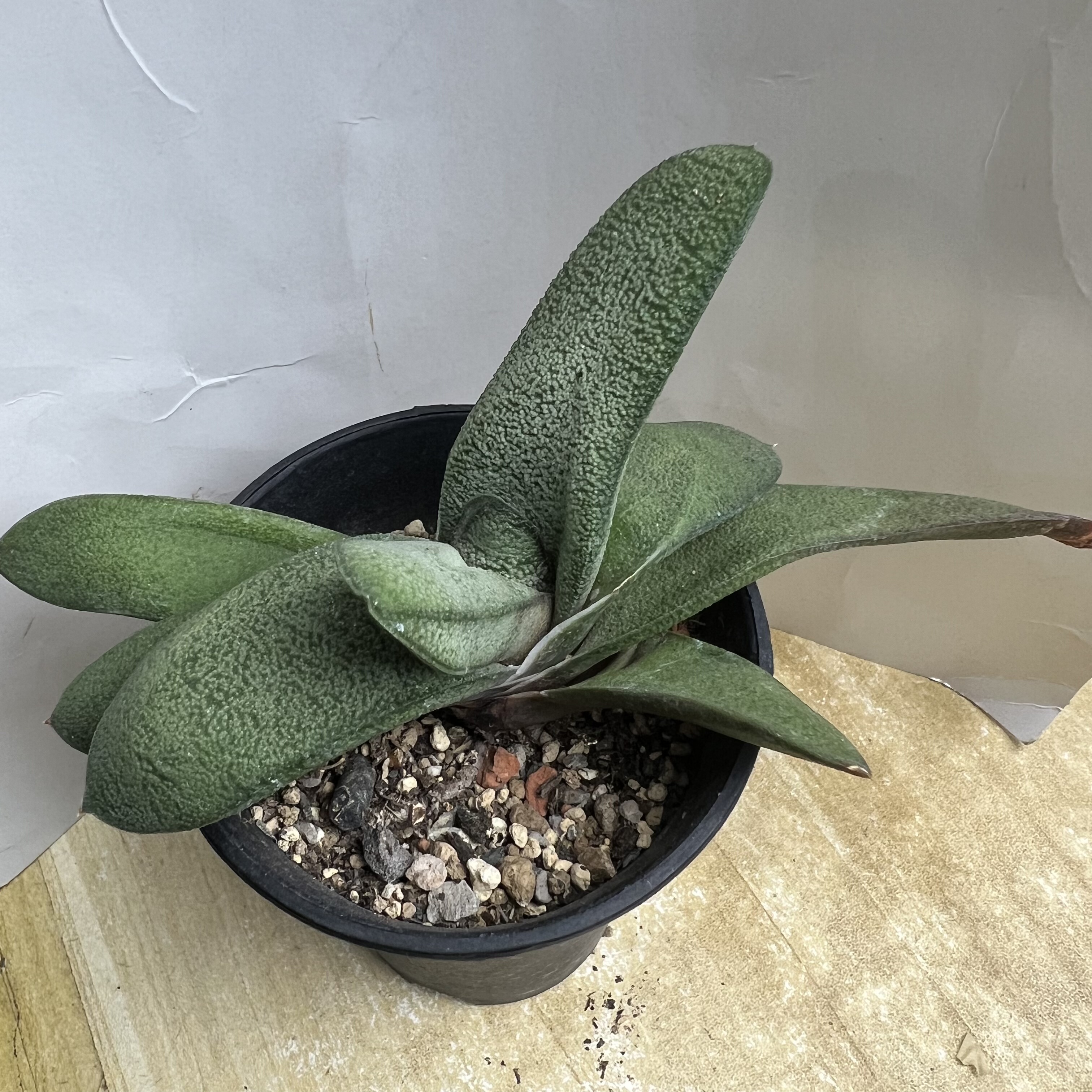 白密疣螺旋卧牛实生仙人球块根多肉植物绿植盆栽花卉龙舌兰