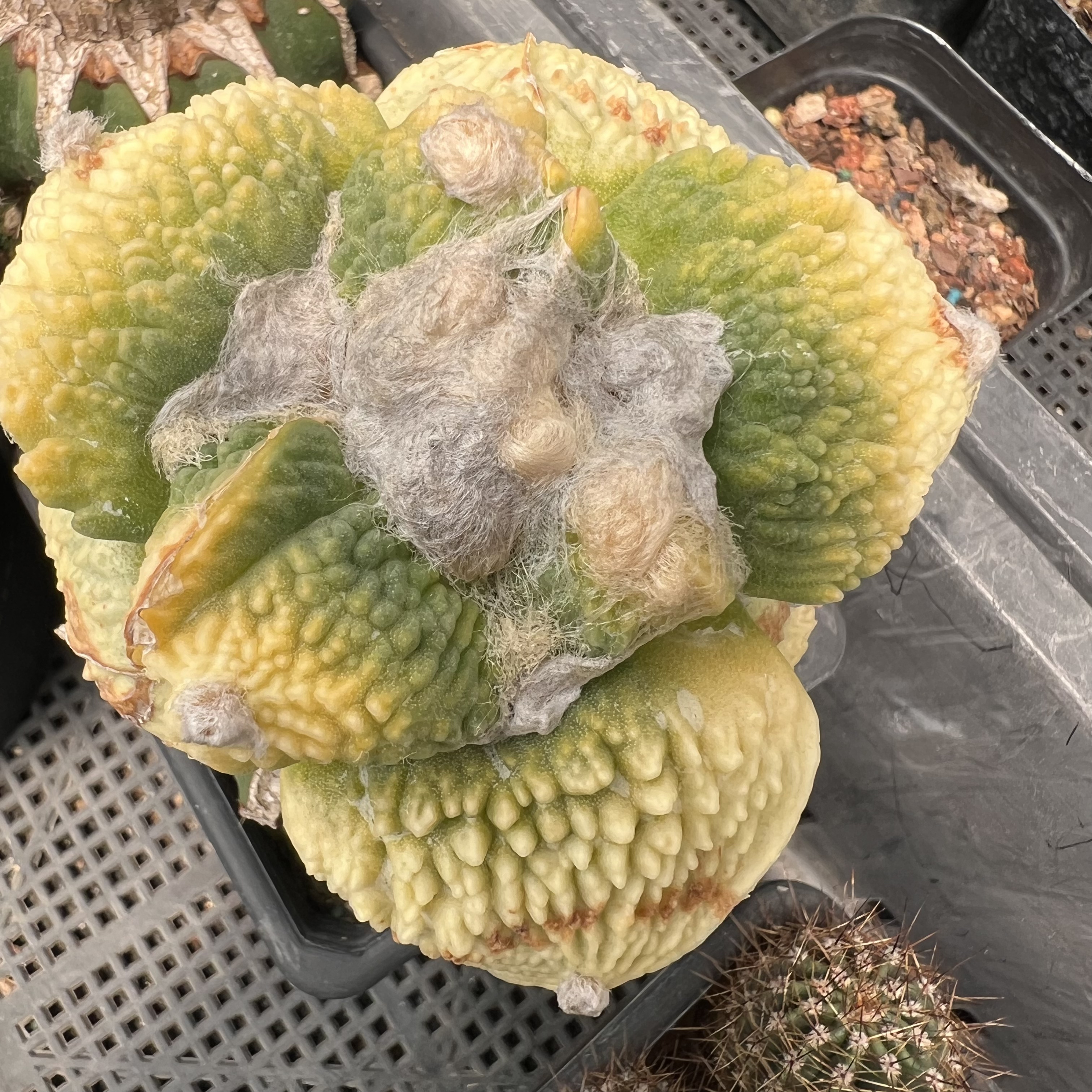 大疣怒涛牡丹锦草球嫁接防辐射仙人球块根多肉植物绿植盆栽花卉