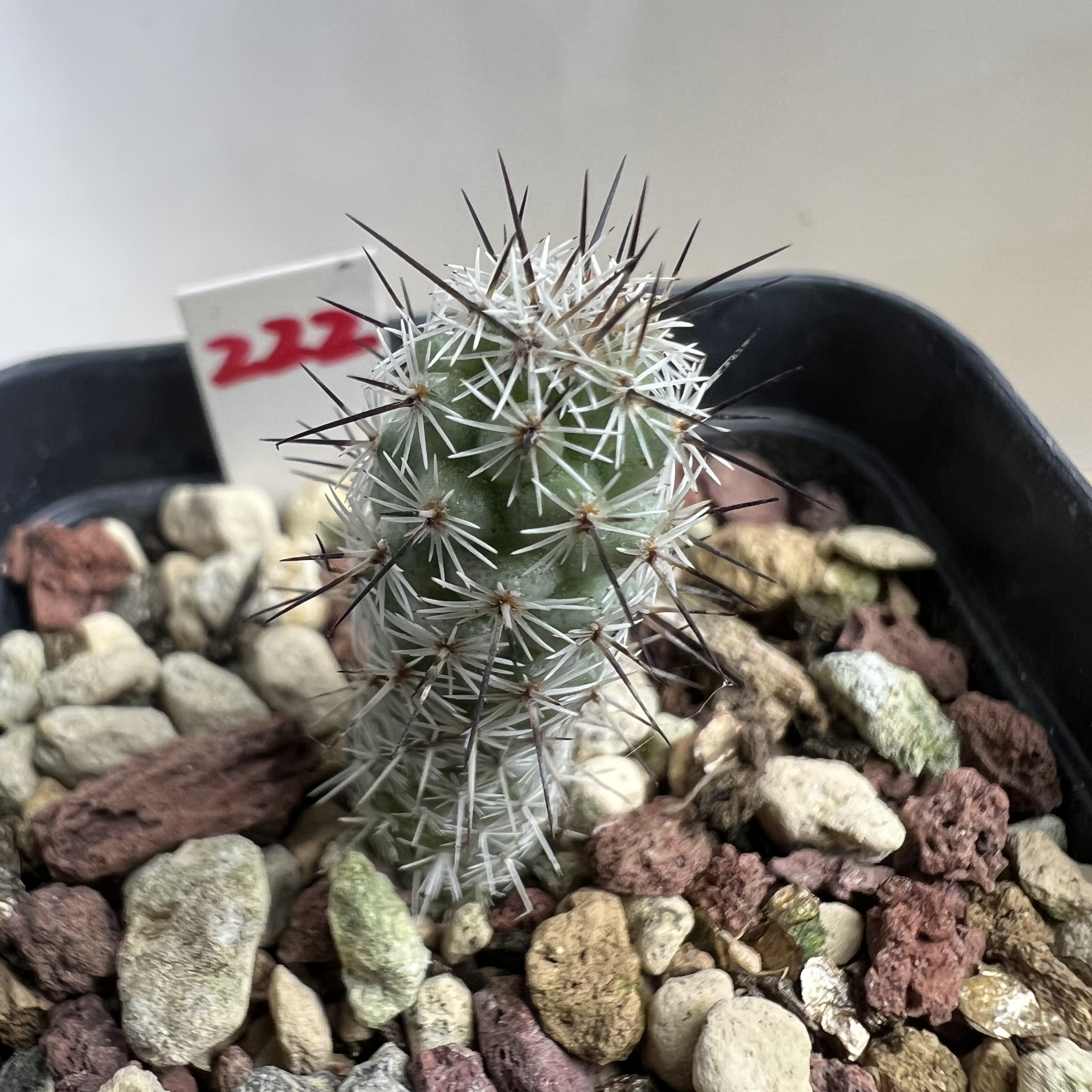 马贼实生仙人球块根多肉植物绿植盆栽花卉龙舌兰卧牛 - 实物图