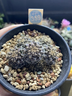 27实生龙爪球鱼鳞丸群6.3cm