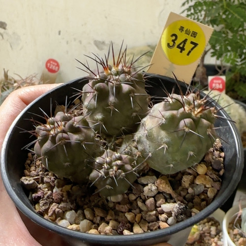 25实生龙爪球加奈留玉群6.7cm