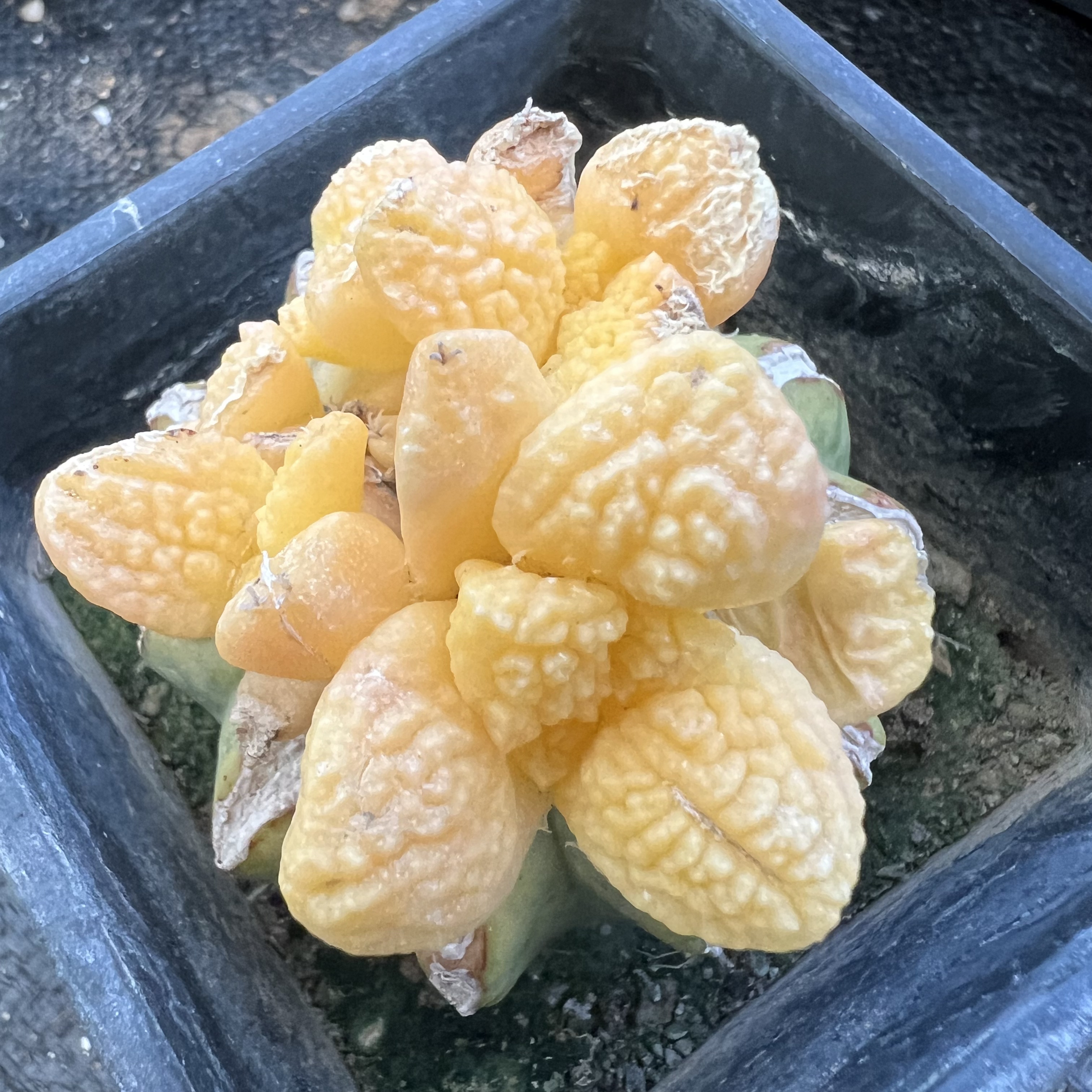 牡丹锦群嫁接防辐射仙人球块根多肉植物绿植盆栽花卉