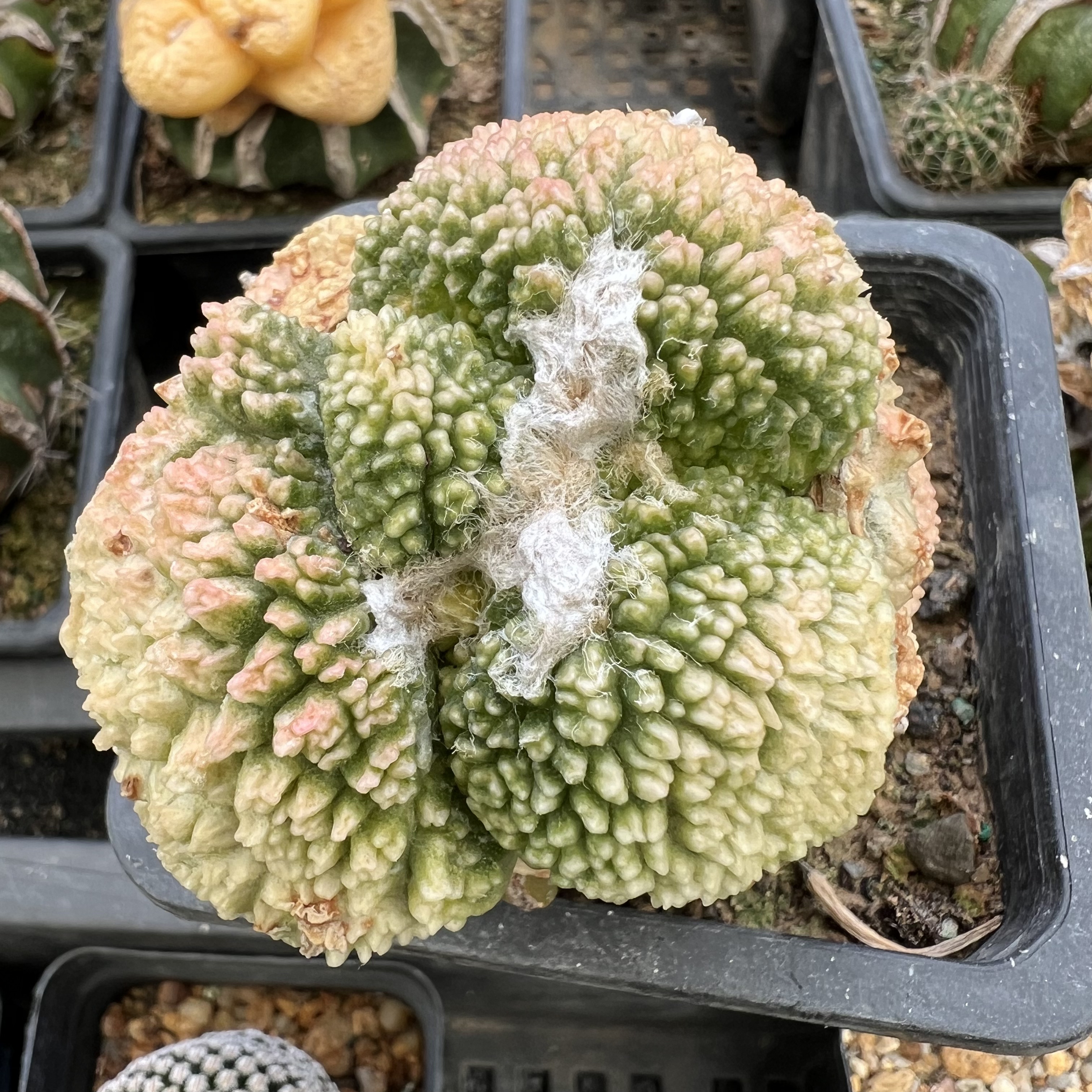 哥斯拉牡丹锦嫁接仙人球块根多肉植物绿植盆栽花卉龙舌兰