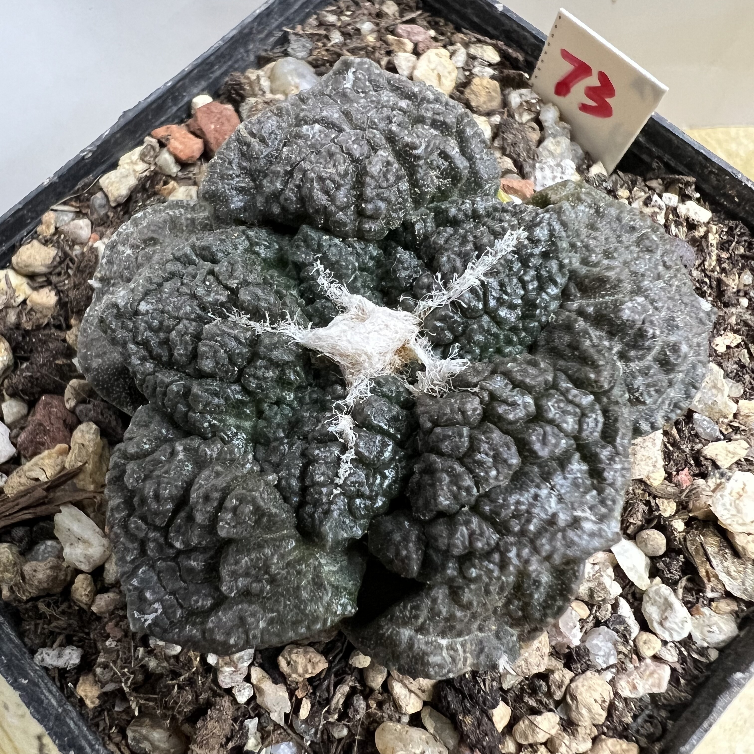 小萝卜根龟甲牡丹自根仙人球块根多肉植物绿植盆栽花卉龙舌兰