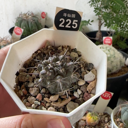 25实生上蜡龙爪球黑闪玉2.8cm