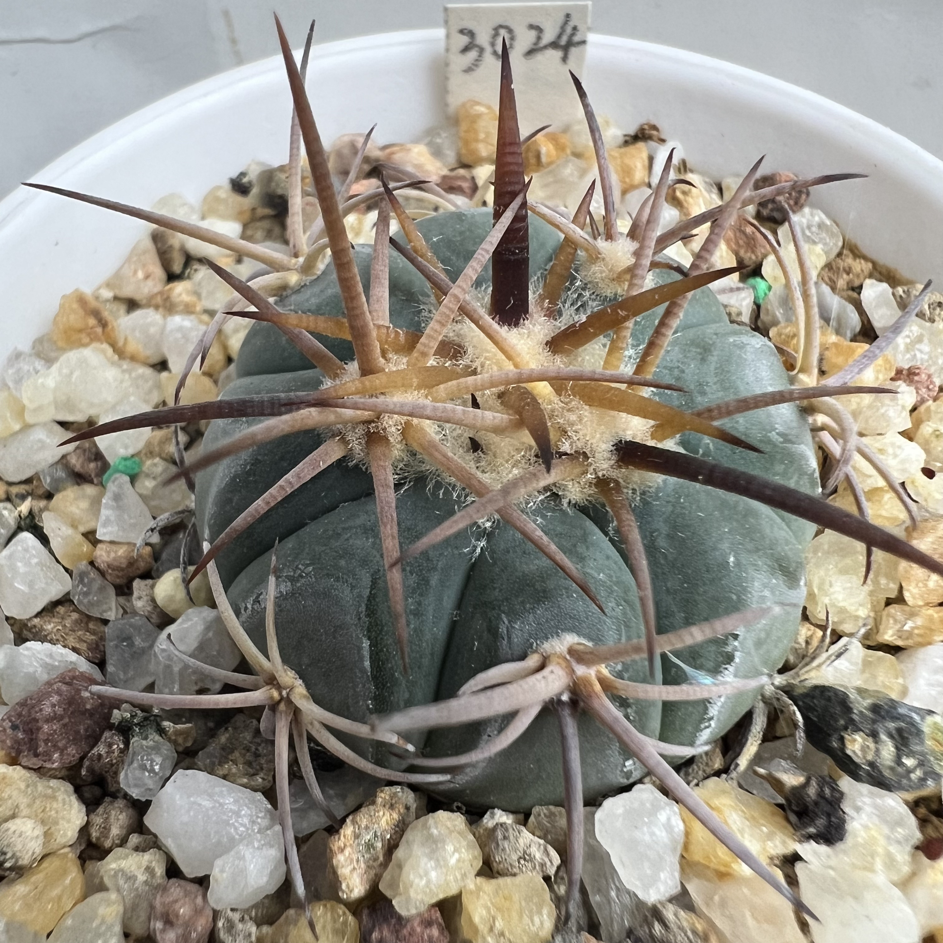 豪刺雷帝平丸实生防辐射仙人球块根多肉植物绿植盆栽花卉龙舌兰