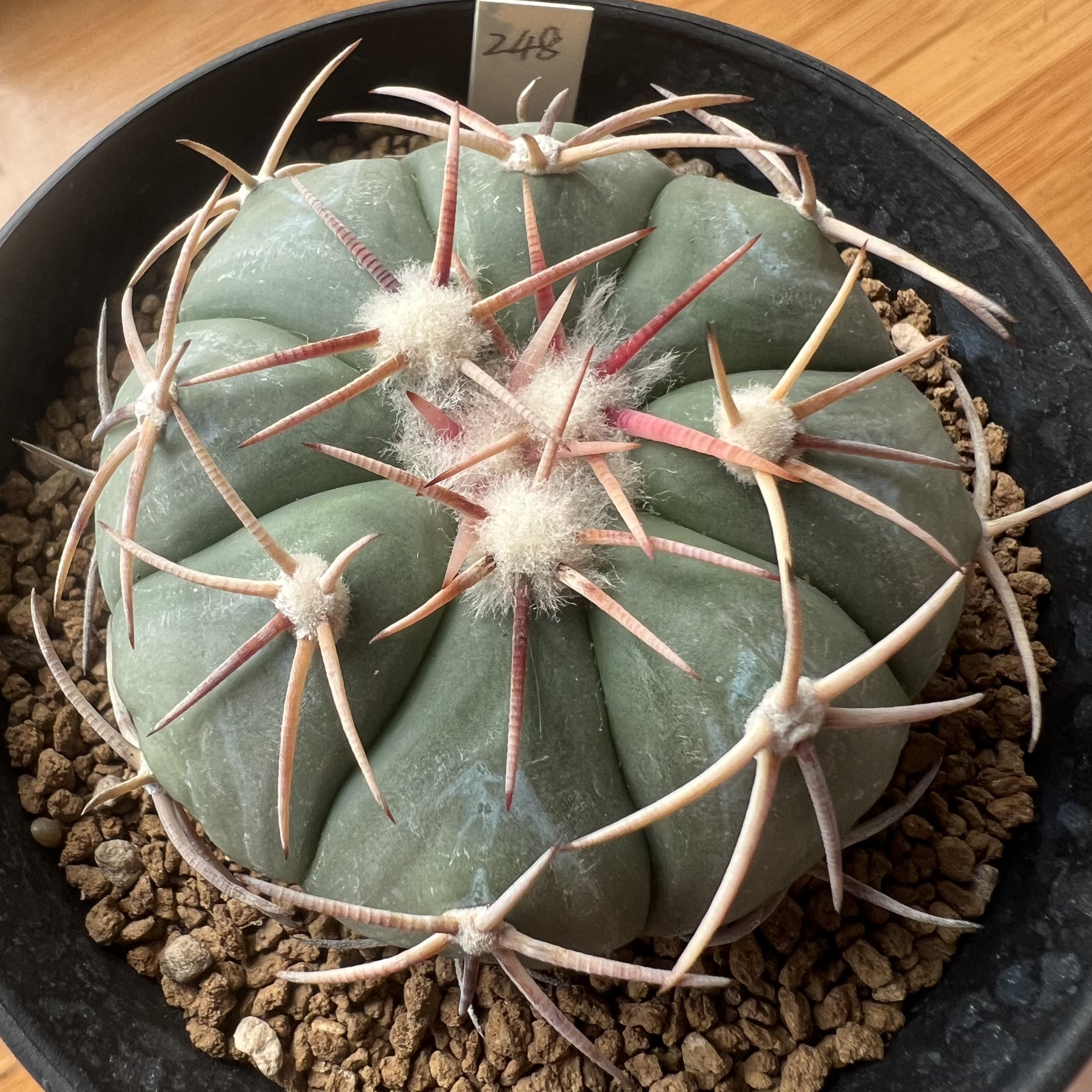 翠平丸金琥实生防辐射仙人球块根多肉植物绿植盆栽花卉