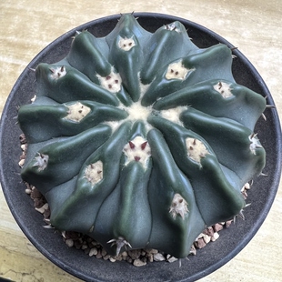 无刺凌波实生仙人球块根多肉植物绿植盆栽花卉龙舌兰卧牛
