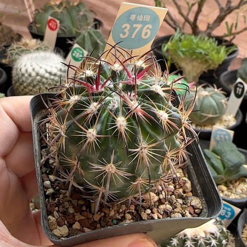 30实生狂刺琥爪玉5.1cm