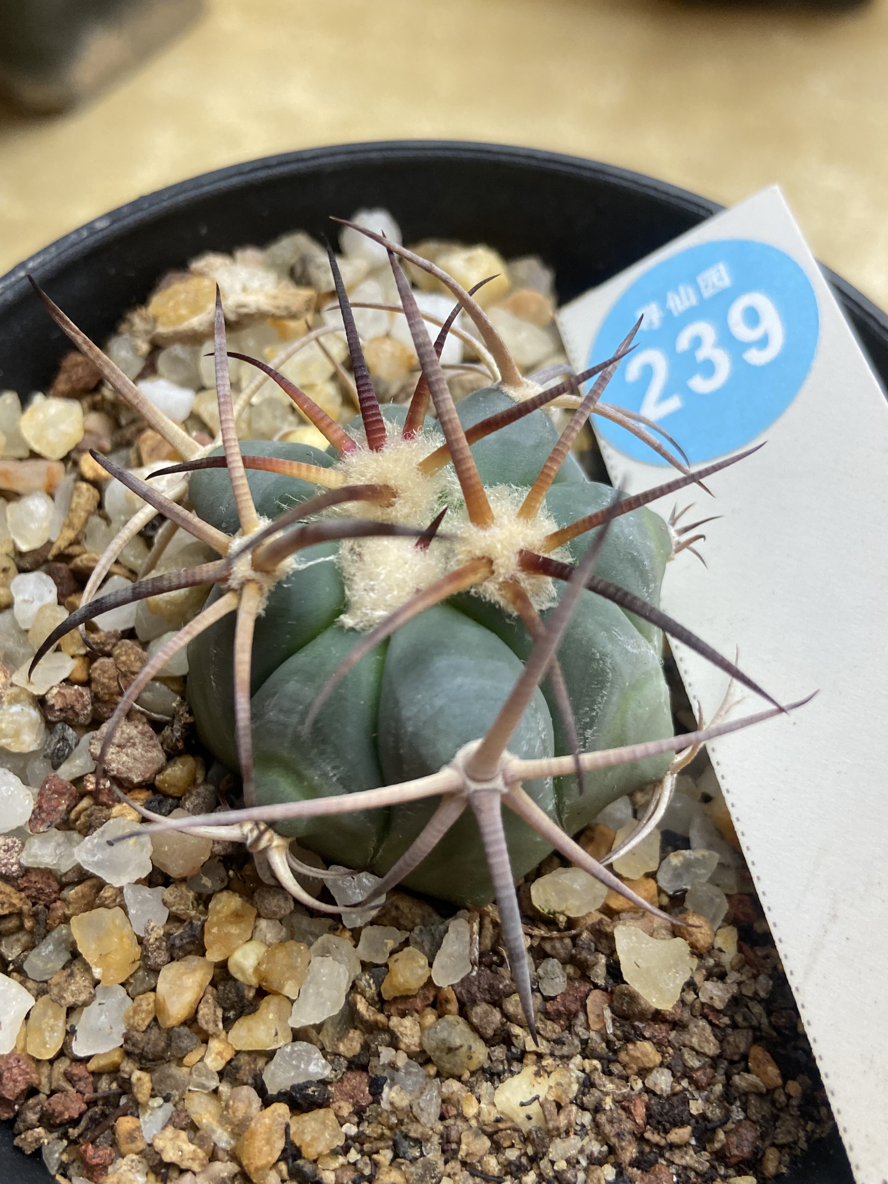 29实生狂粗刺花王丸平丸4cm