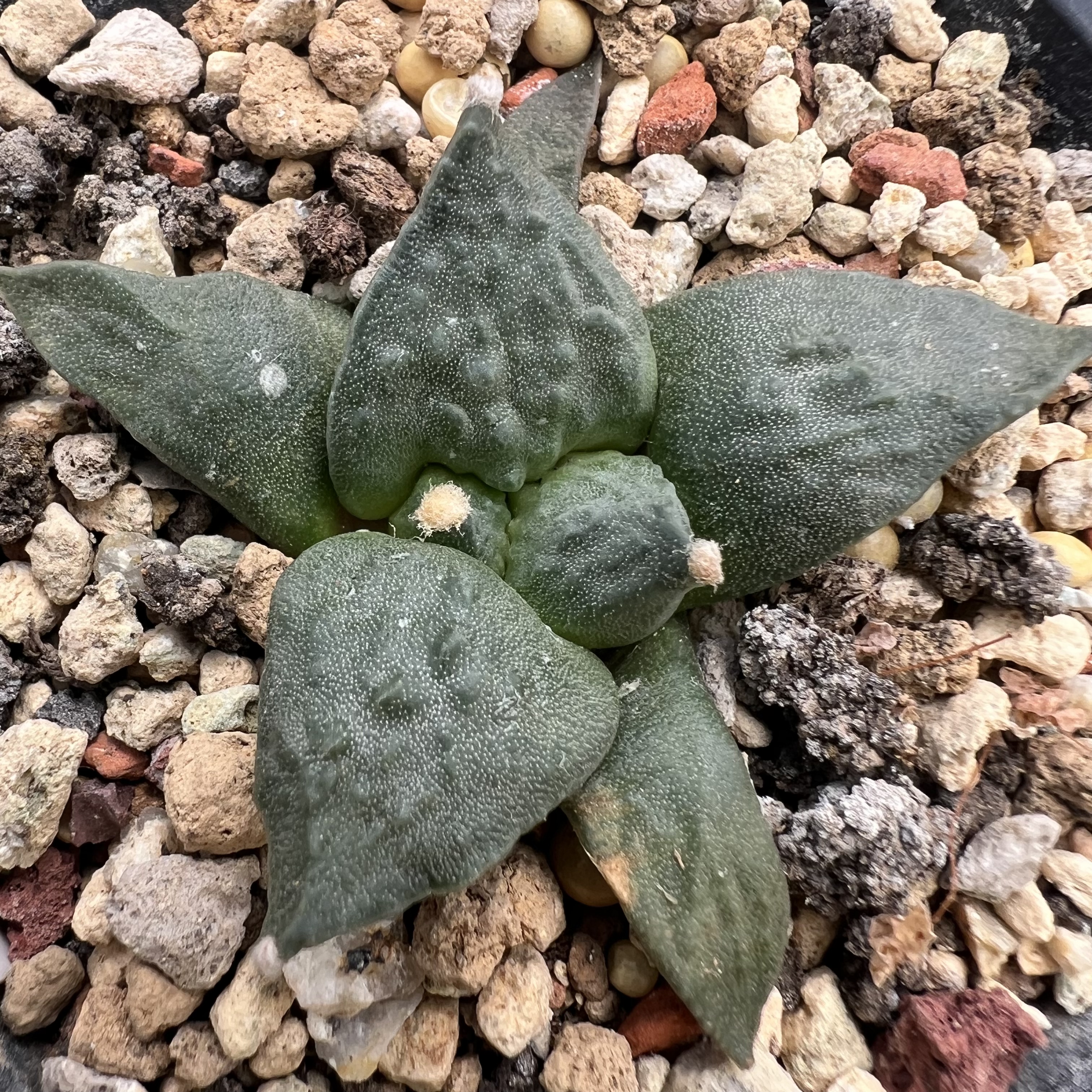 怒涛牡丹防辐射仙人球块根多肉植物绿植盆栽花卉卧牛