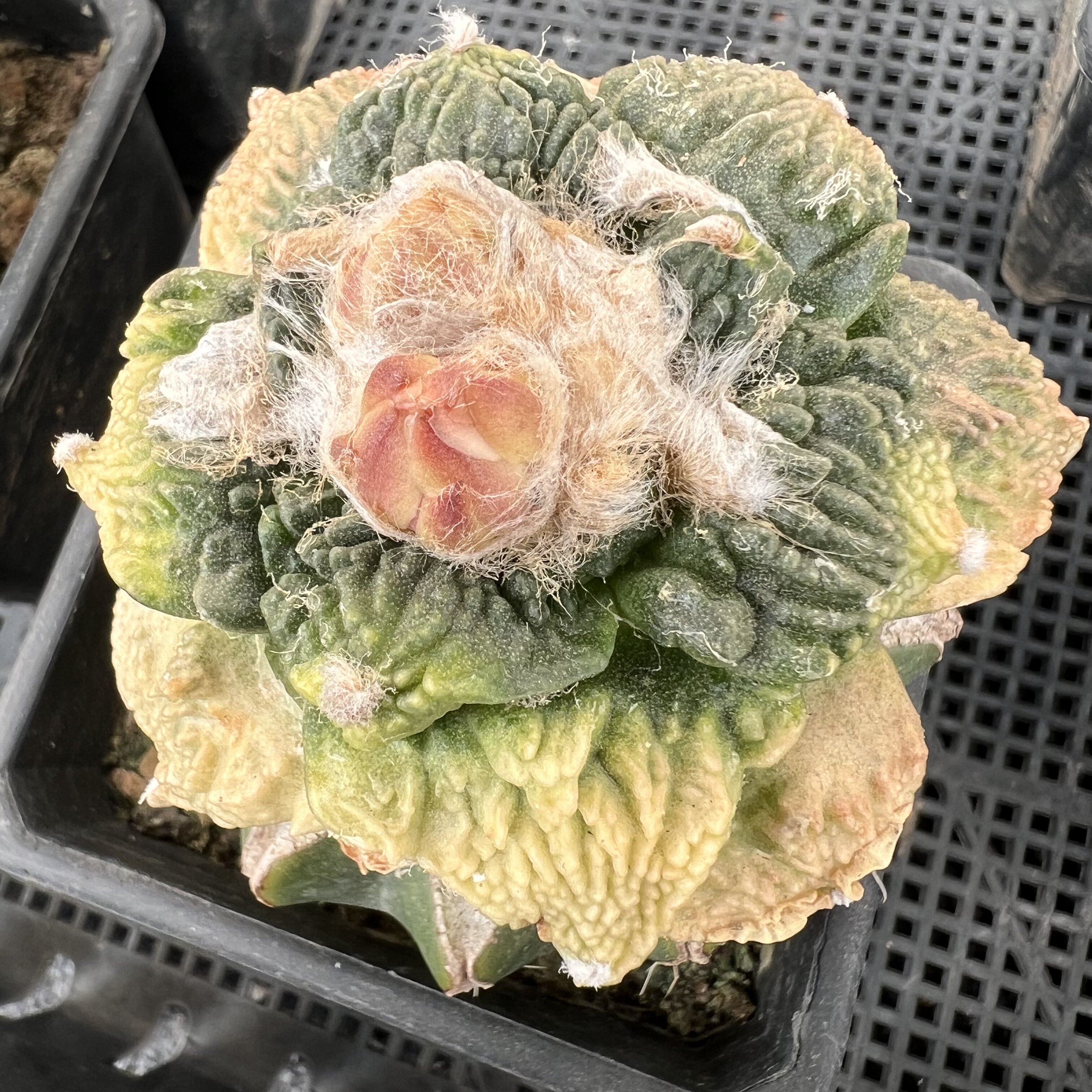 怒涛牡丹锦仙人球块根室内阳台多肉植物绿植盆栽花卉