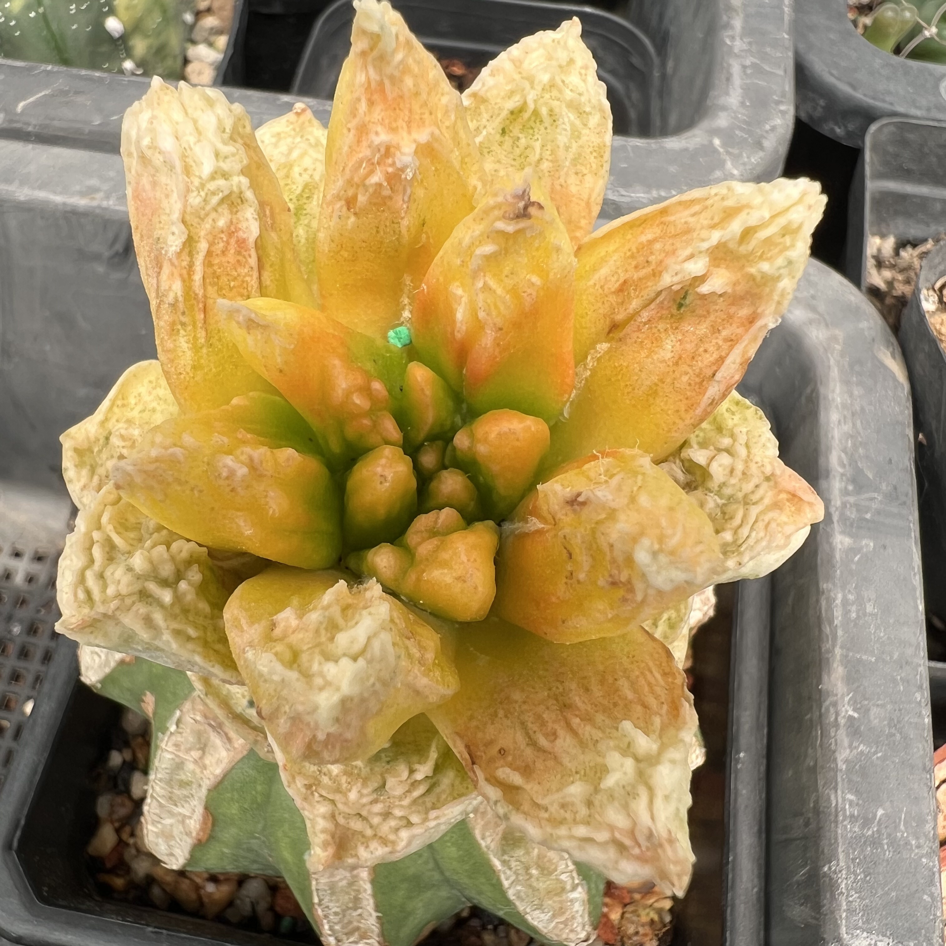 勃氏牡丹锦草球嫁接防辐射仙人球块根多肉植物绿植盆栽花卉