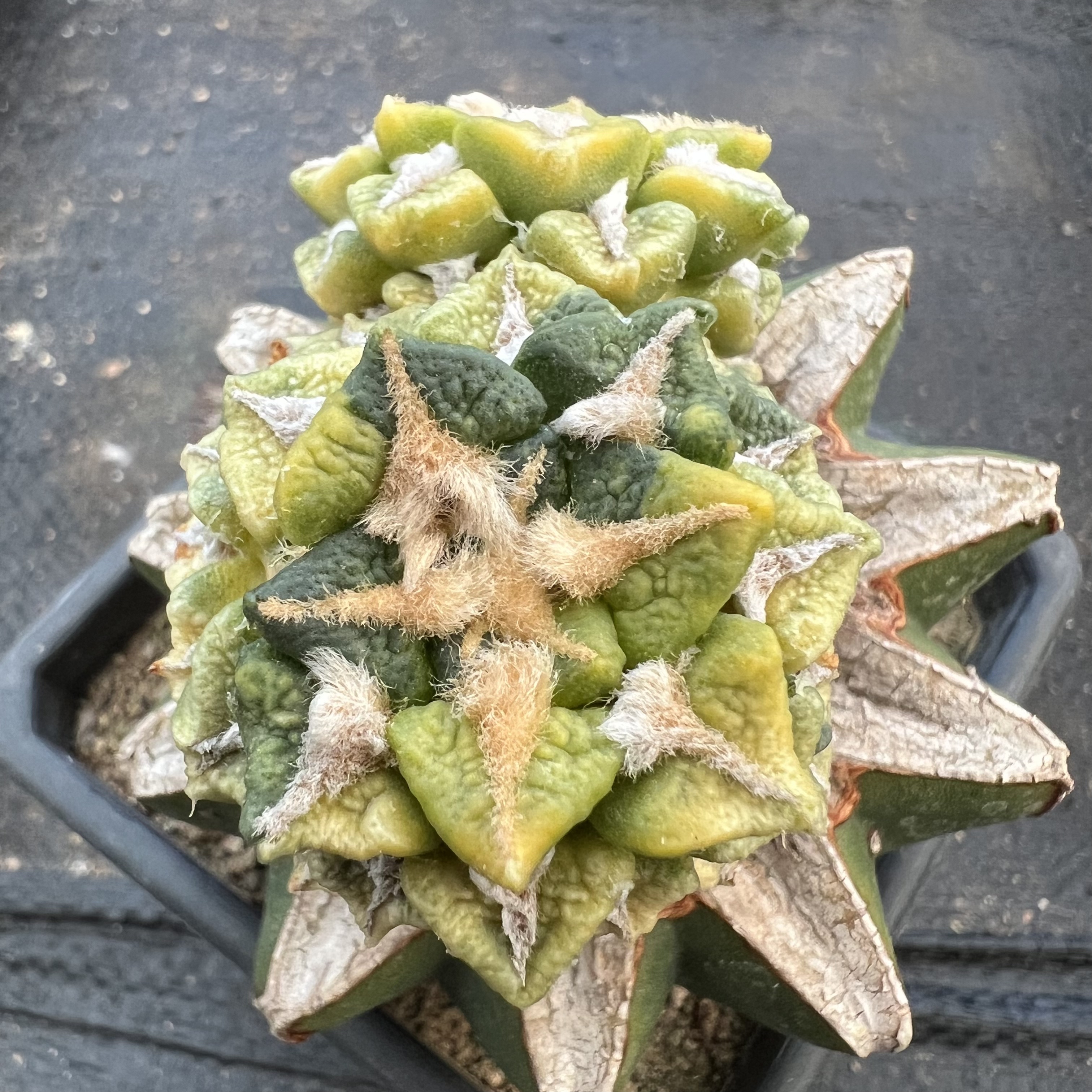 黑牡丹锦嫁接防辐射仙人球块根多肉植物绿植盆栽花卉