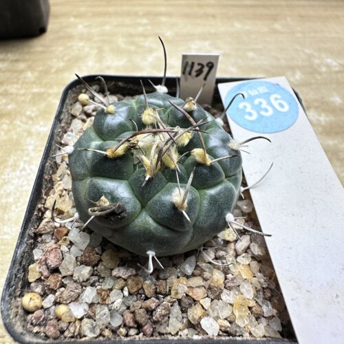 28实生优选幕城丸娇丽3.7cm