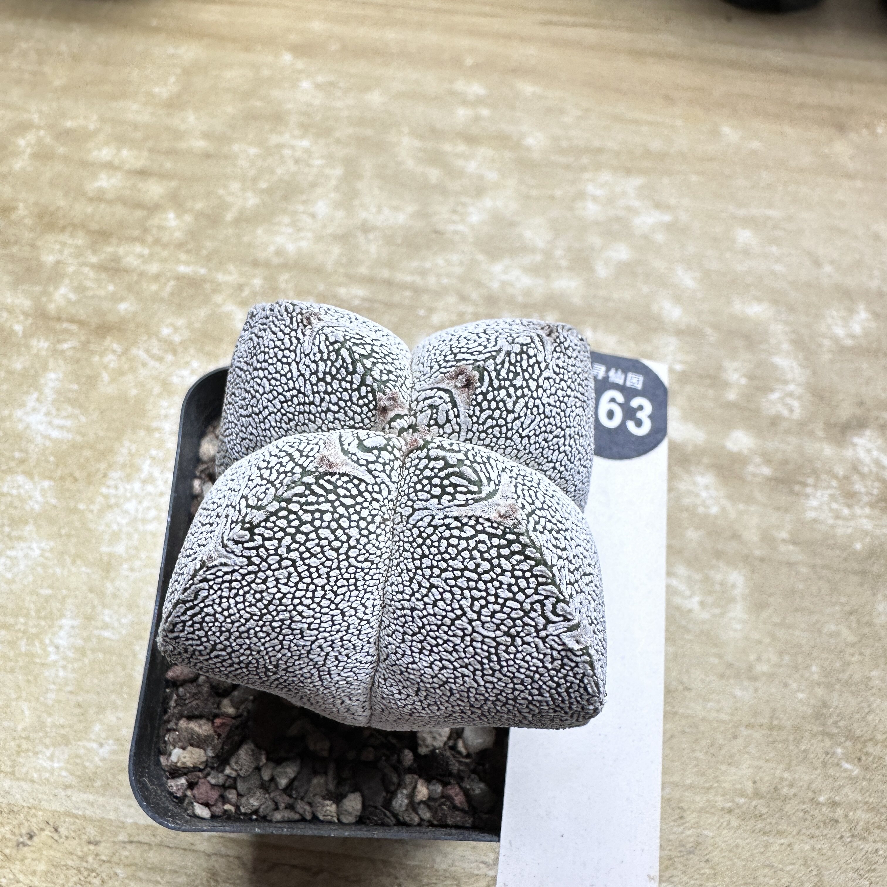 21实生四角带V恩冢鸾凤玉一颗6.1cm