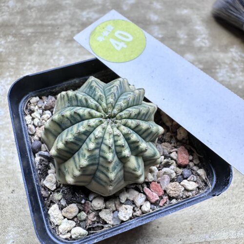 28自根布纹球锦3.6cm