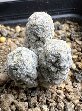 黛丝疣群实生防辐射仙人球块根多肉植物绿植盆栽花卉卧牛