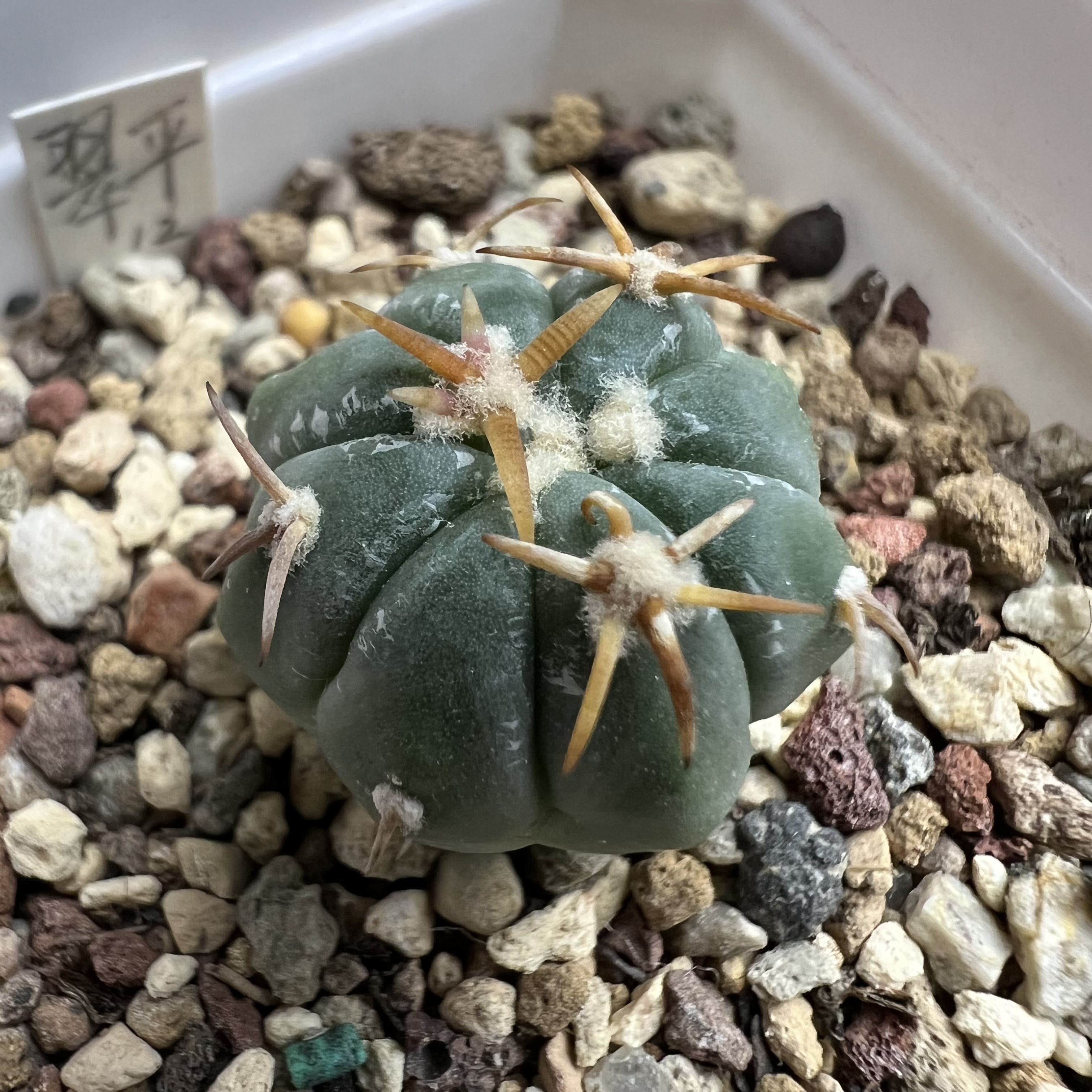 短豪刺翠平丸实生仙人球块根多肉植物绿植盆栽花卉龙舌兰