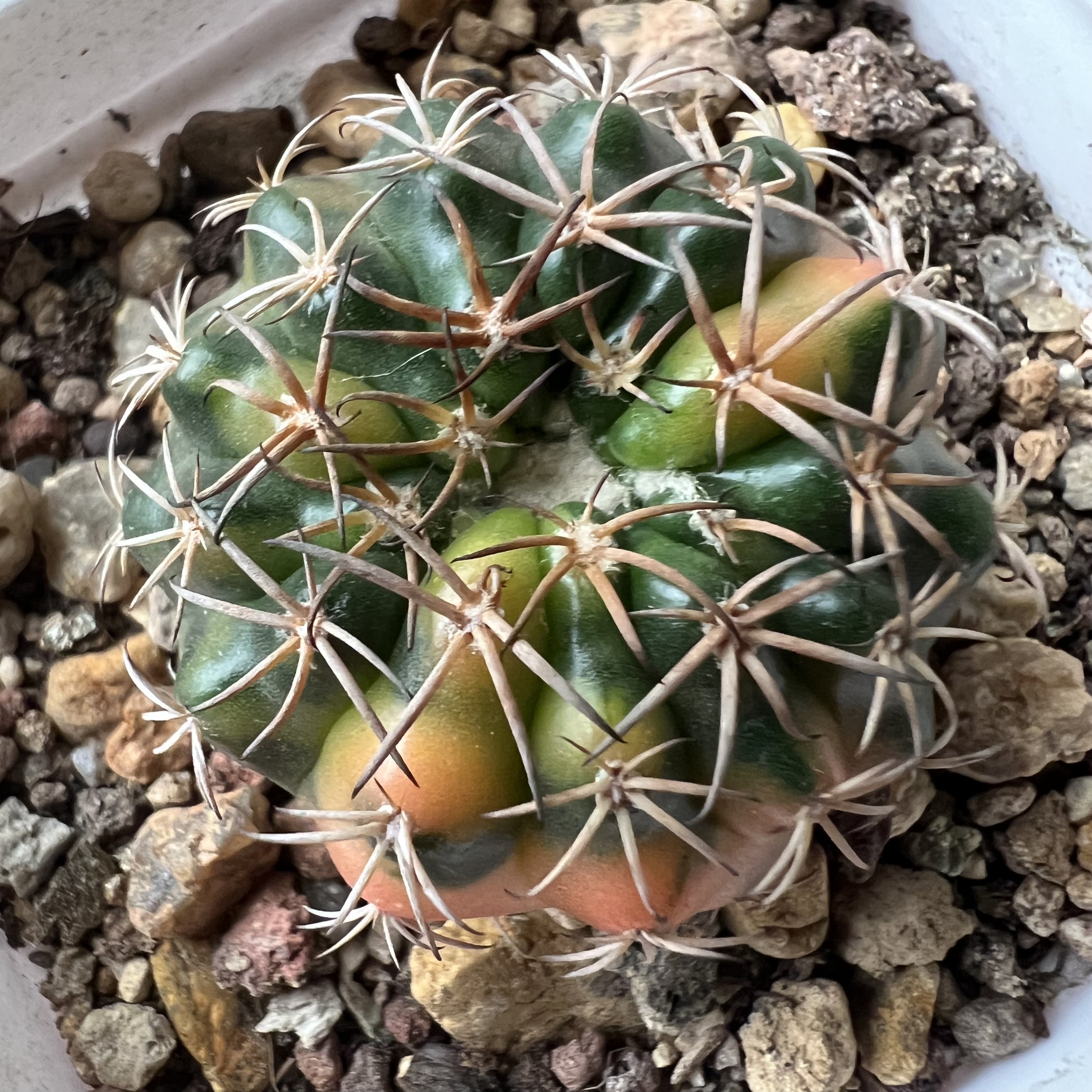 圆盘玉锦实生美观仙人球块根多肉植物绿植盆栽花卉龙舌兰