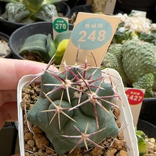 15实生带中刺豪刺大红鹰4.3cm