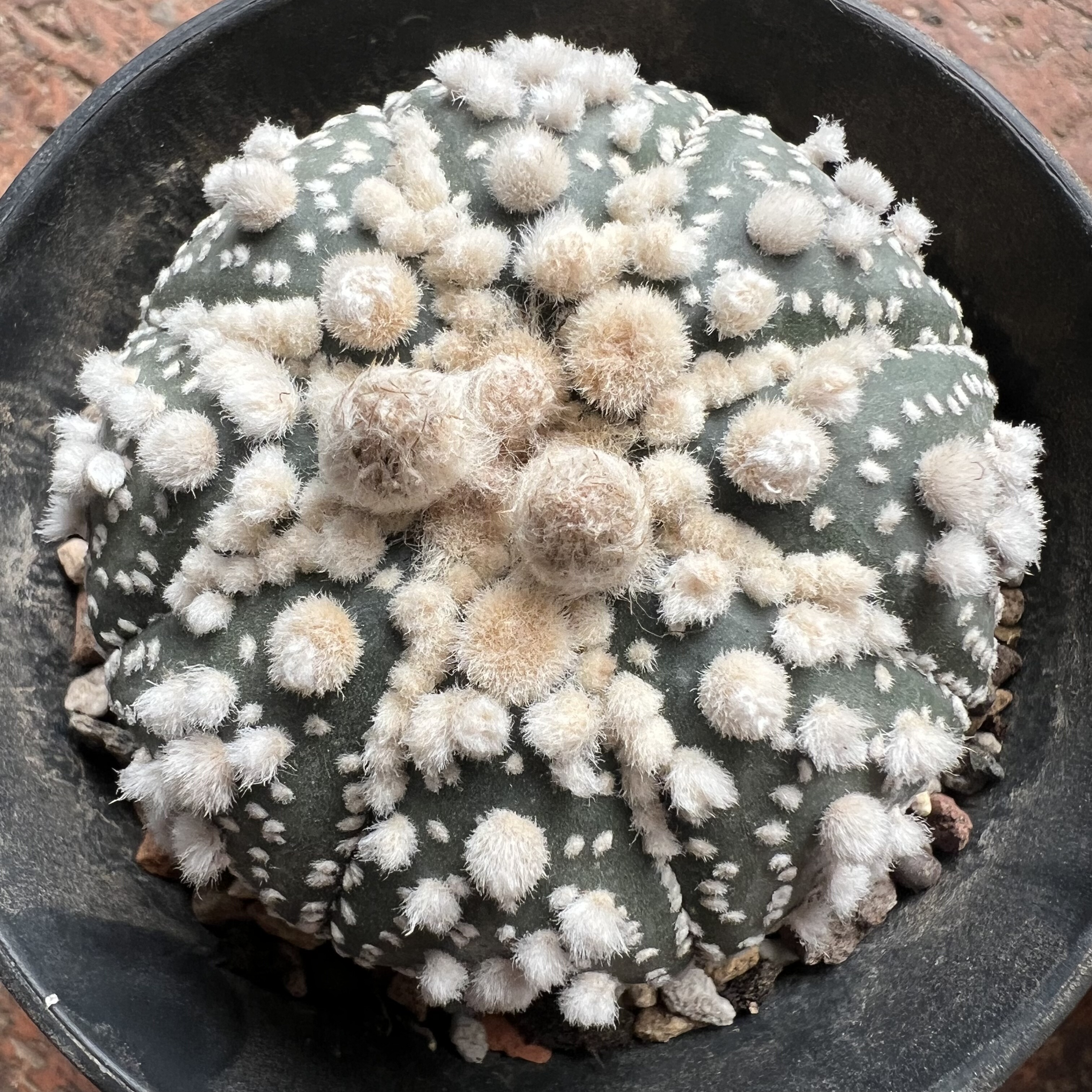 浓毛海星花园兜防辐射仙人球块根多肉植物绿植盆栽花卉龙舌兰
