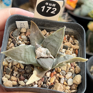 3实生KK2288牛舌牡丹一棵